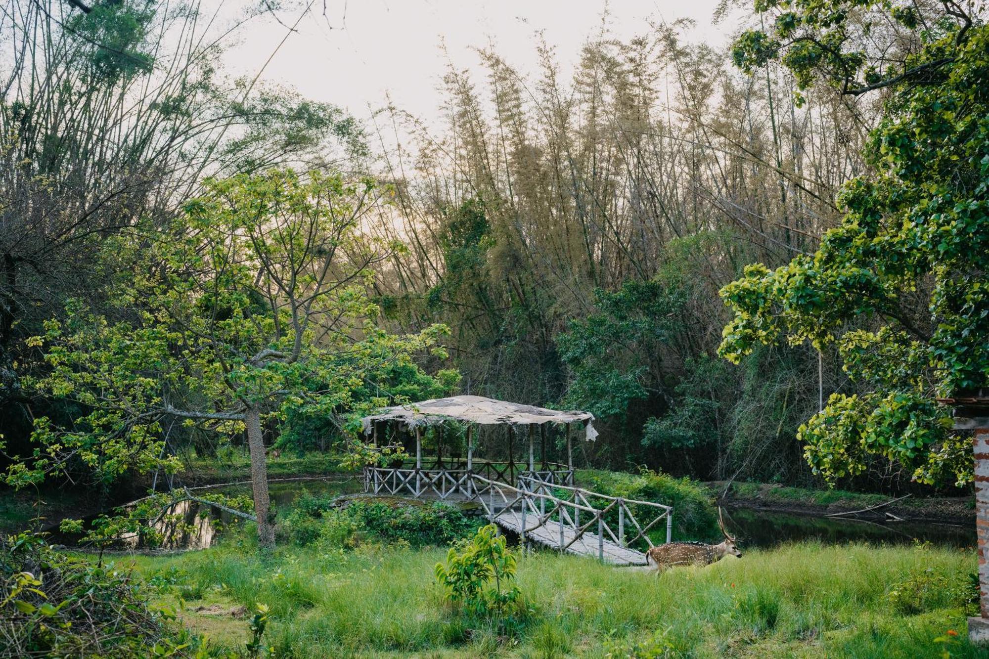 فندق Jungle Hut ماسيناجودي المظهر الخارجي الصورة